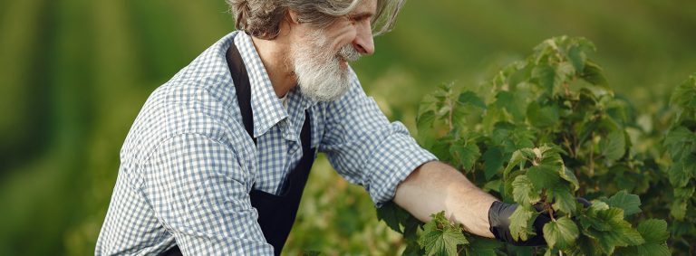 Italian Liqueur French Weinesi Italian