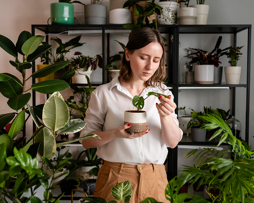 Houseplant’s Journey-01