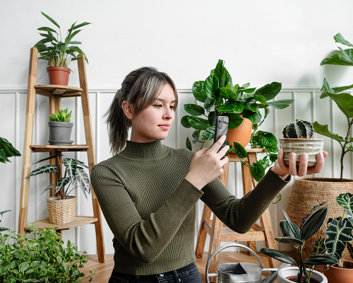 Houseplant’s Journey-02