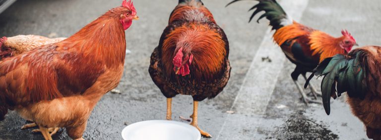 Working In Dairy Farming Now