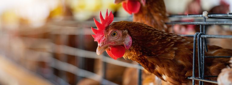 The Claming Effect Of The Fields