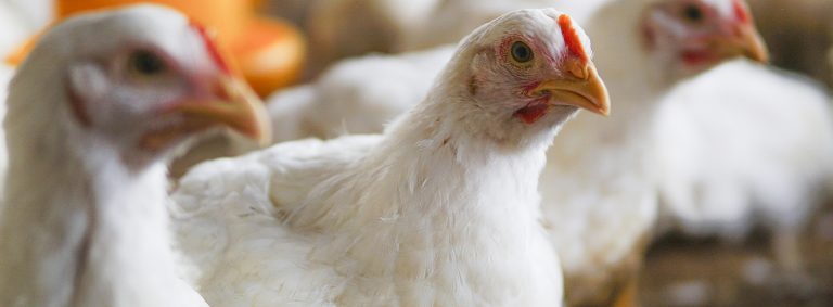 Working In Agriculture Industry