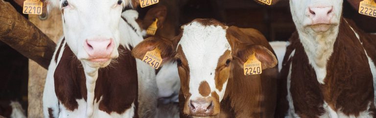 How do you measure emissions in an open barn?