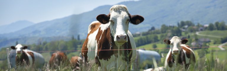 Agriculture Miracle you Don’t Know About