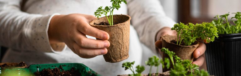 9 Of The Easiest Houseplants That Anyone Can Grow