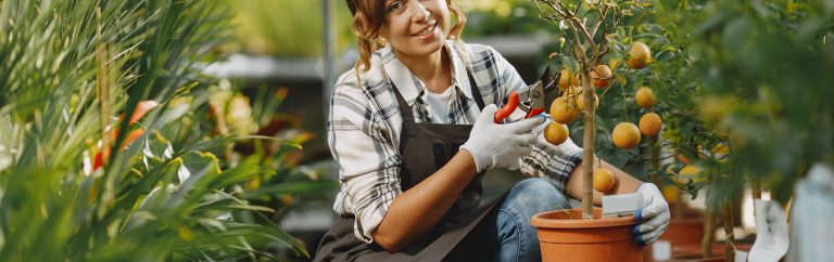 How To Get New Leaves On Ficus Lyrata