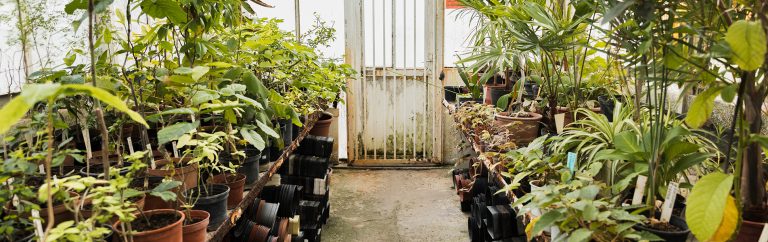 20 Indoor Plant Pot Ideas: Trendy, Unique, Crazy