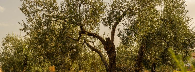 More About Tea Best Essential Oils