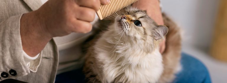 The pros and cons of owning a Cat as a pet