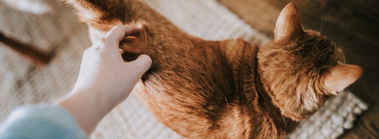 How to get Rid of Fleas on kittens