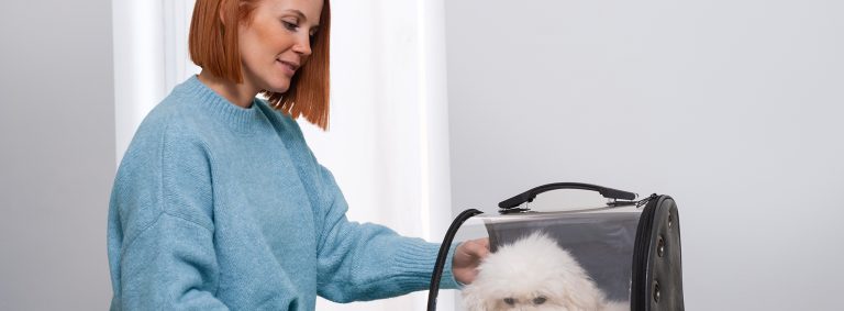 The Best Flea Medicine for animal