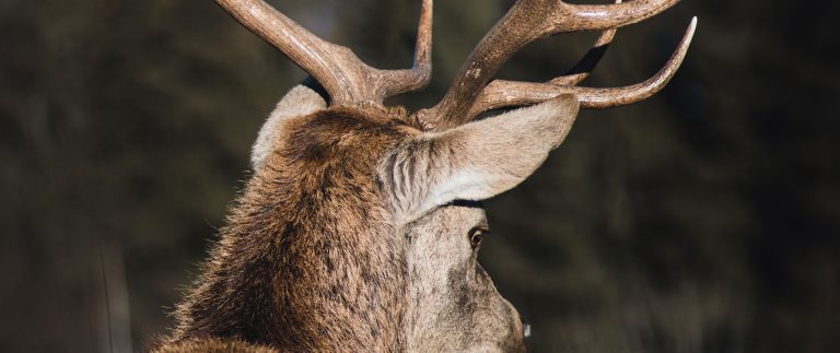 A Beginner’s Guide to Choosing the Right Rifle