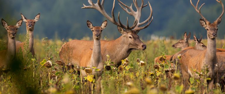 How to keep track of the best shooting locations?