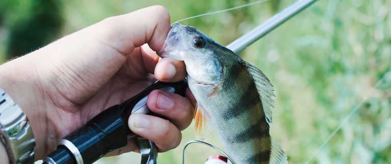 Your Compress Lead Resource for Mastering