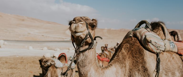 Ways To Help Your Camel Gain Weight In A Month