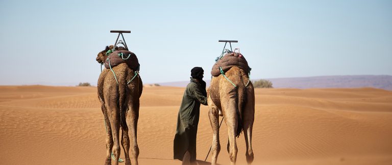 A camel’s journey is a lesson in patience