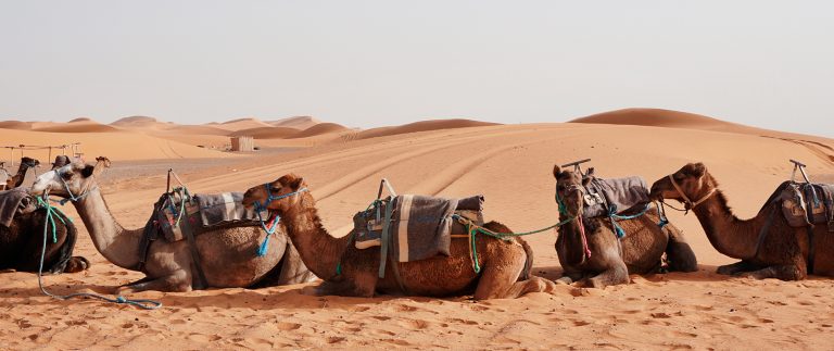 History Of Natural Camel Training And Its Origins